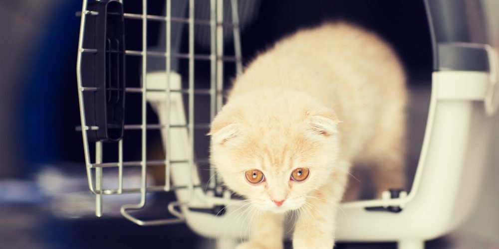 The Best Cat Carriers