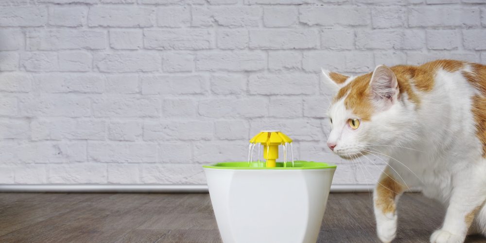 The Best Cat Water Fountains