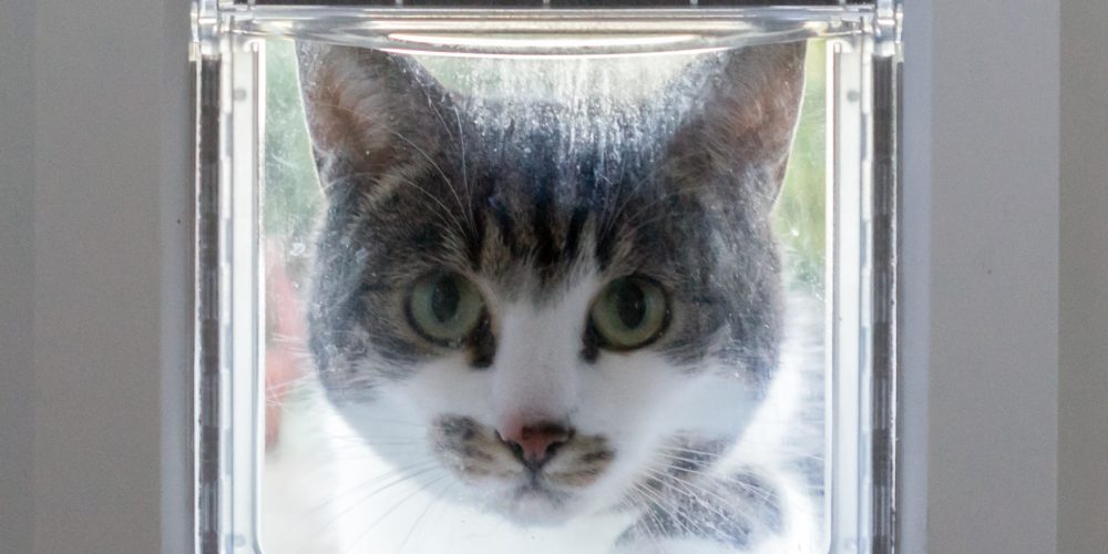 The Best Microchip Cat Flaps
