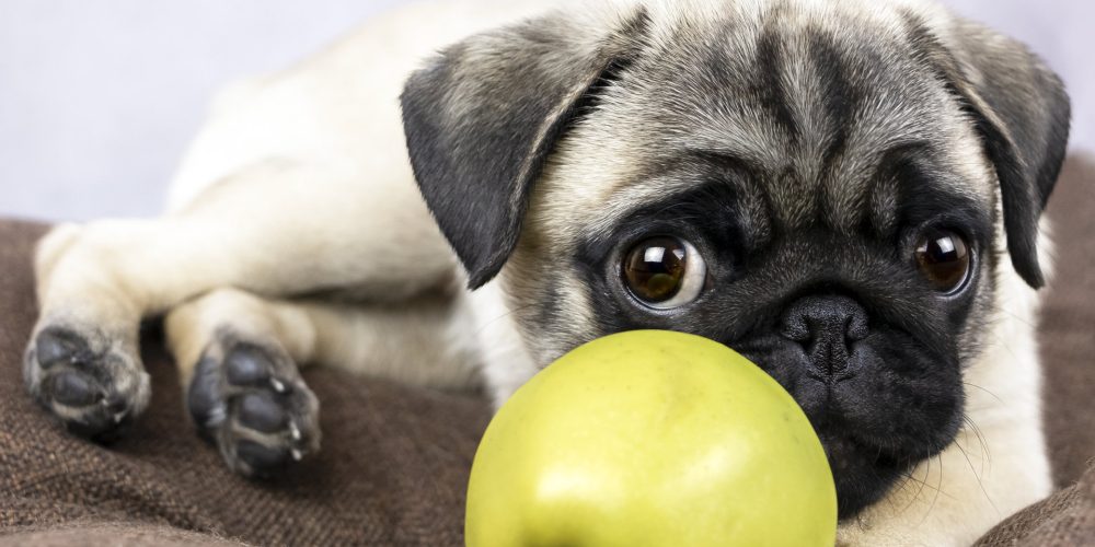 Can dogs eat apples?