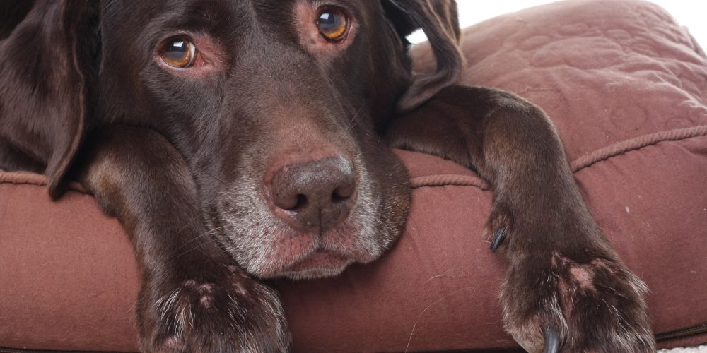 How to naturally treat your dog’s arthritis