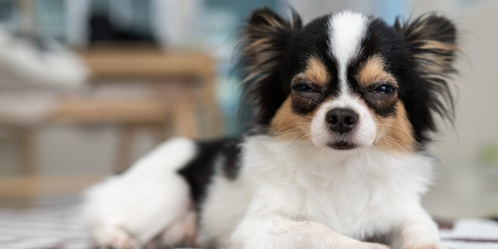 The Best Gel Cooling Mats for Dogs