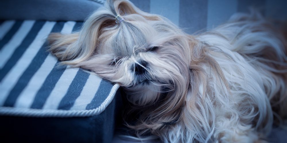 The Best Dog Mattresses