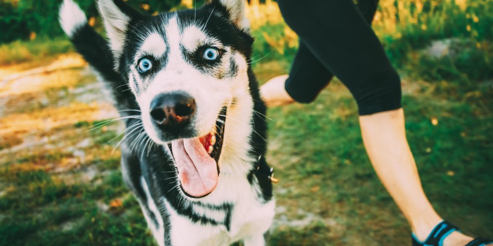 Can I go running with my dog?