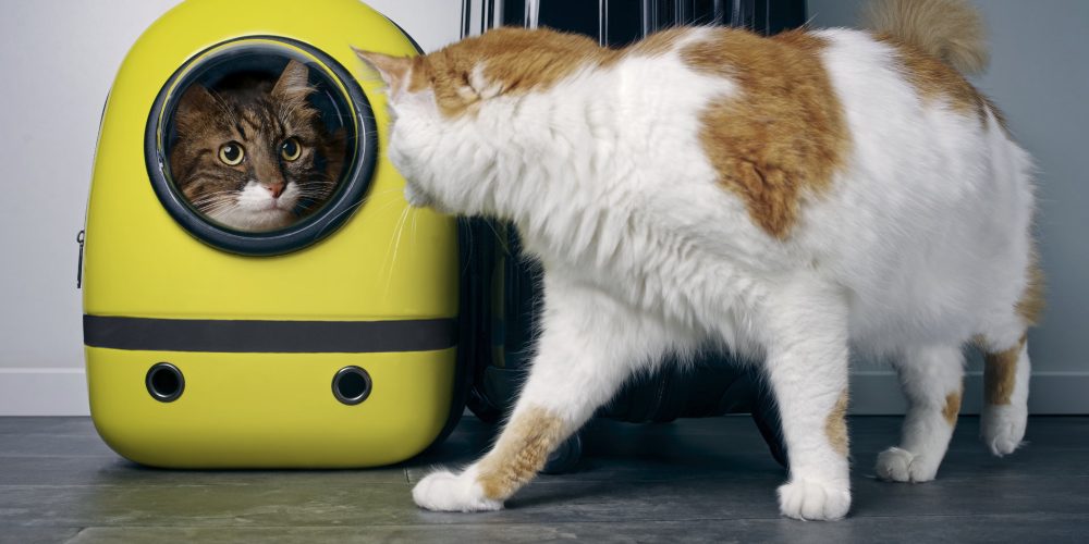 Are cat backpacks cruel?