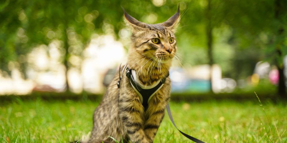 Is it cruel to walk your cat?