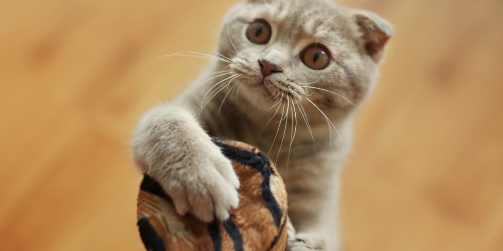 The Best Cat Scratching Posts