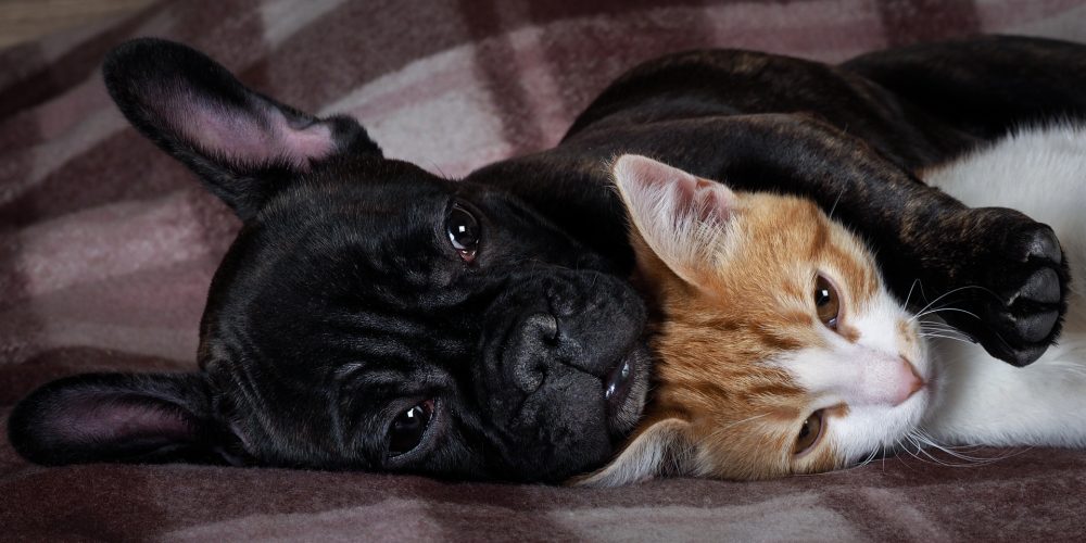 Where do cats like to be petted?