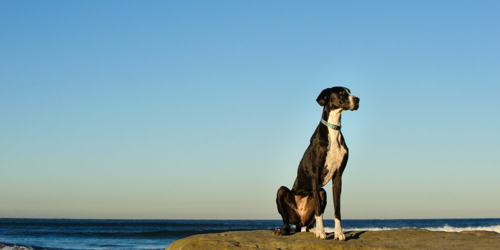 Why do dogs make the best pets?