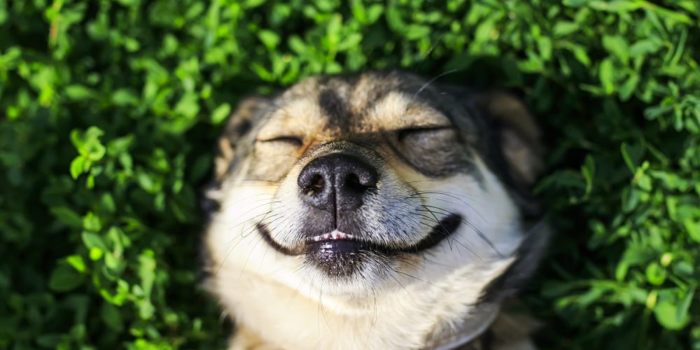 How can you help a nervous dog?