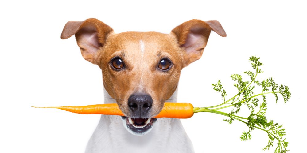 14 health benefits of owning a dog