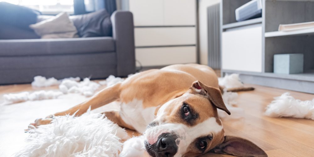 How long can a dog be left alone?