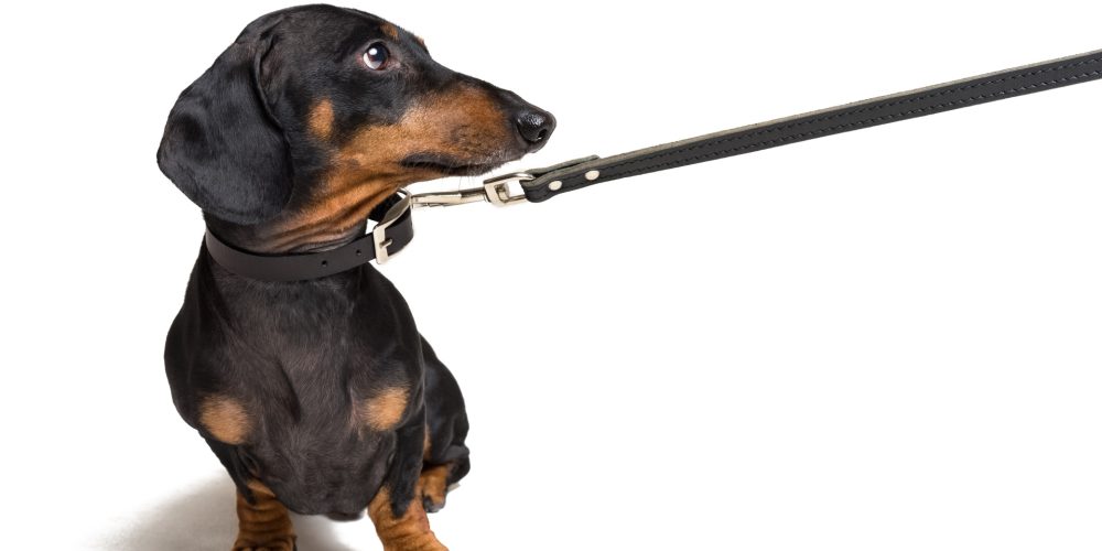 How do I stop my dog pulling on the lead?
