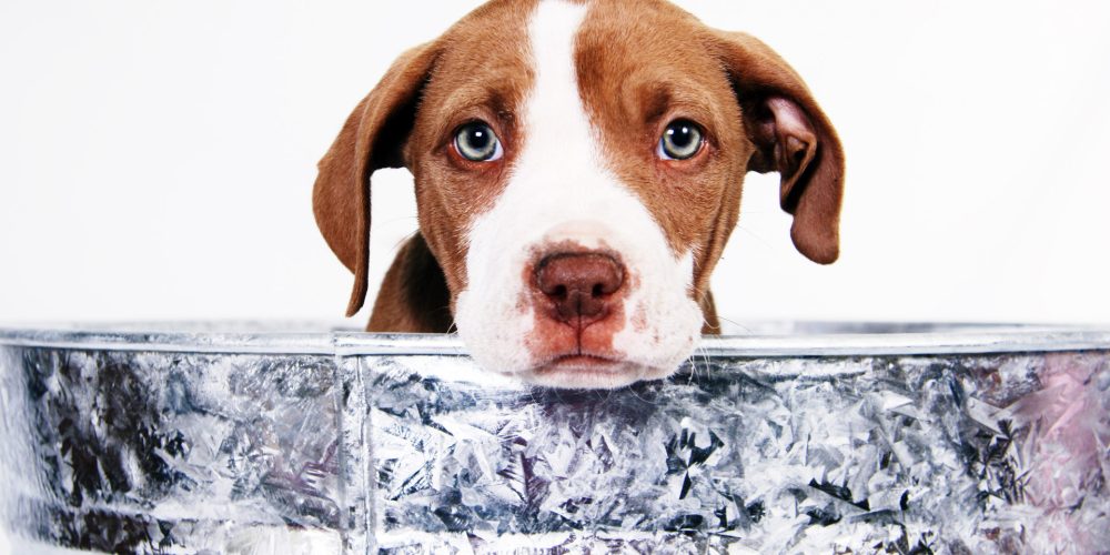 Tips for buying a new puppy for the first time