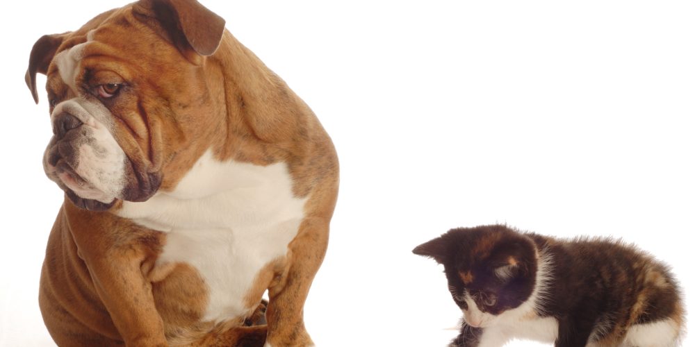 House hunting with a pet – a guide