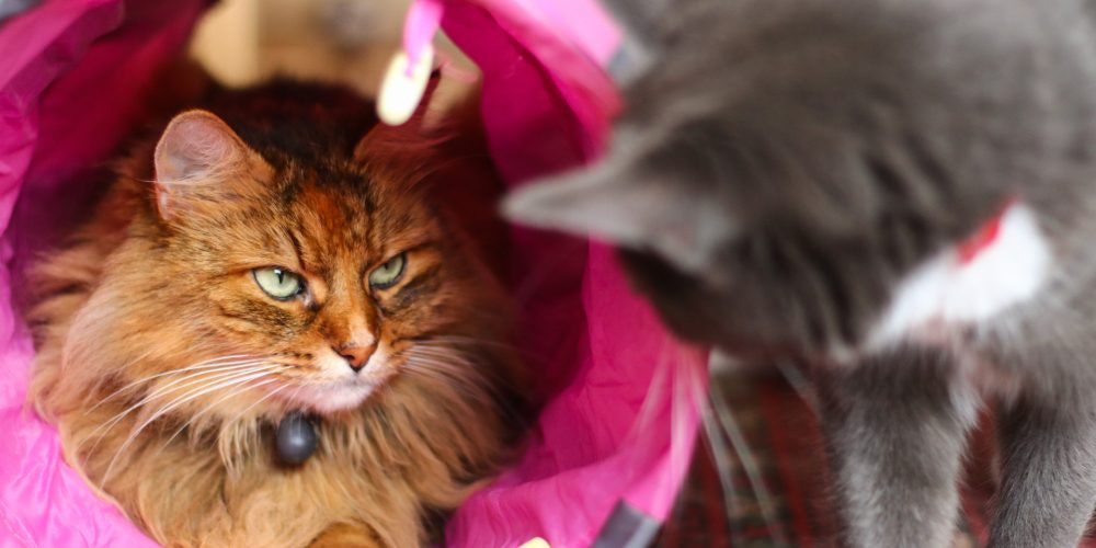 The Best Cat Play Tunnels