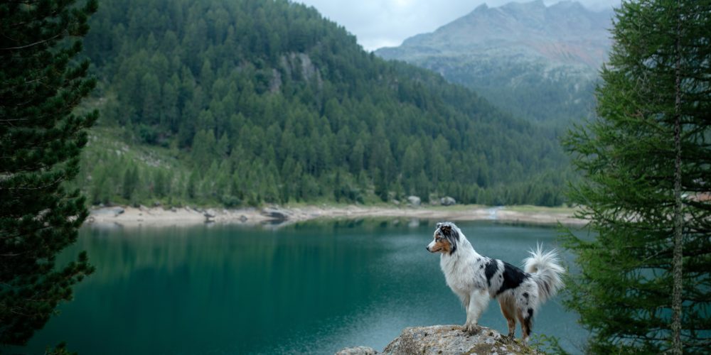 Can I go hiking with my dog?