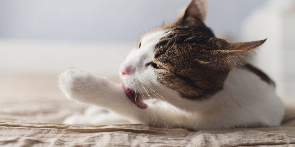 Cat hairballs – how can you help?