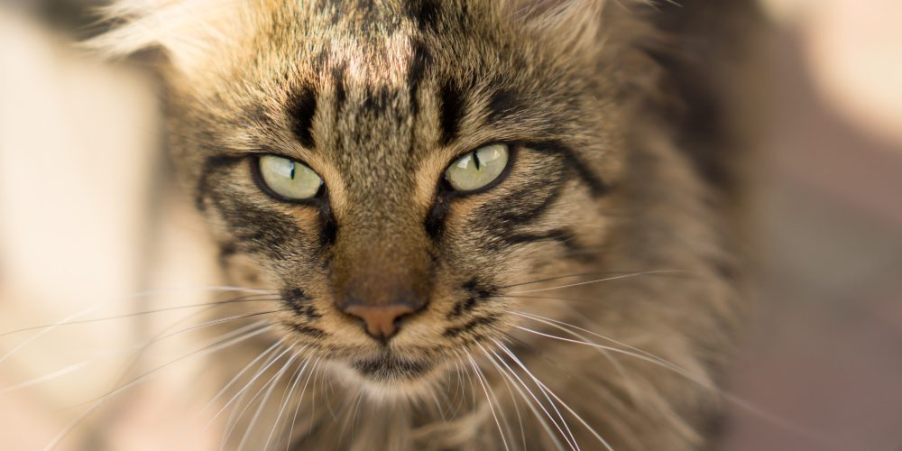 Why do cats make the best pets?