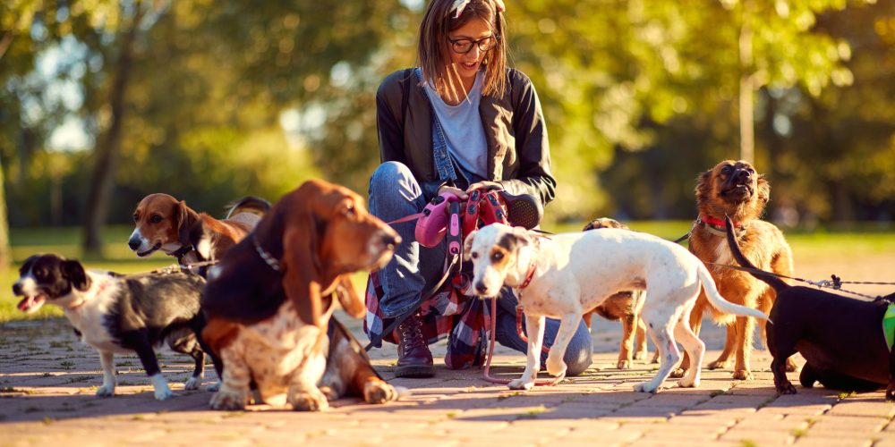 The Best Extendable Dog Leads