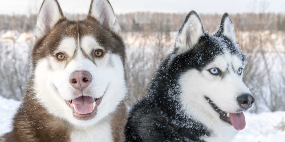 Gio meet Aloy – The relationships between dogs