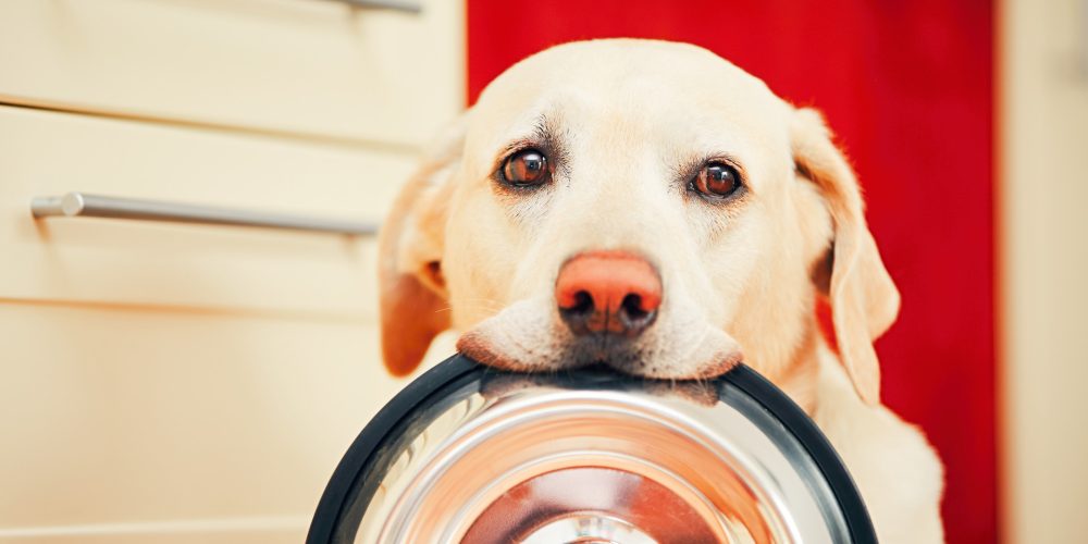 Tips for adopting a rescue dog