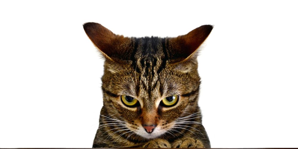 What are the signs of stress in a cat?