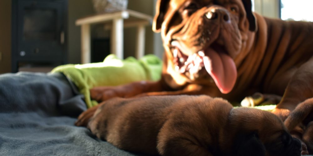 The Best Dog Beds for Large Dogs