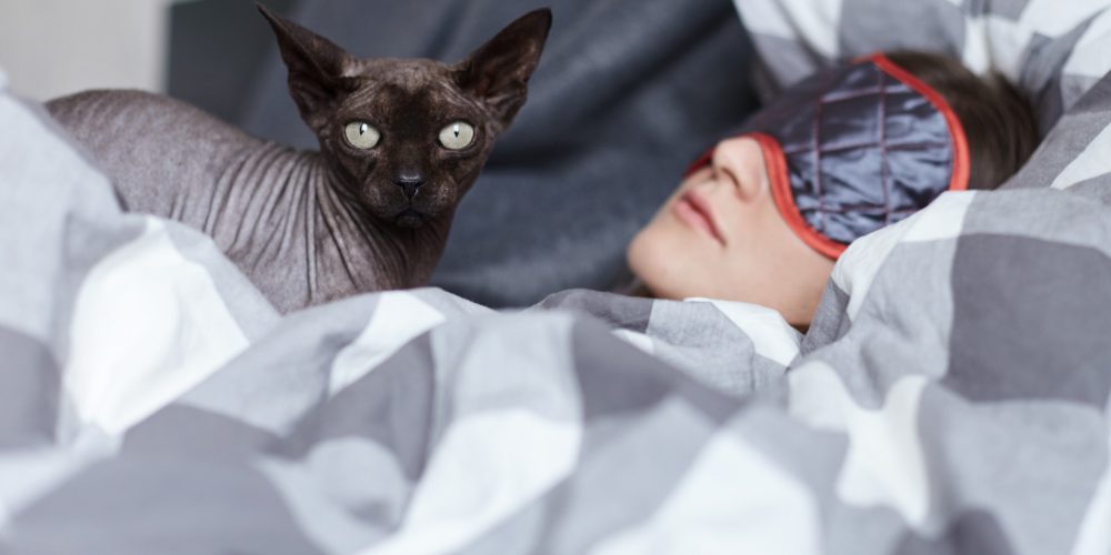 How to bond with a new cat