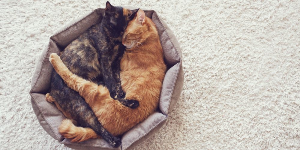 The Best Cat Beds