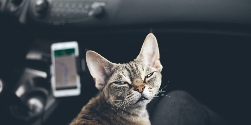 Why should you get your cat microchipped?