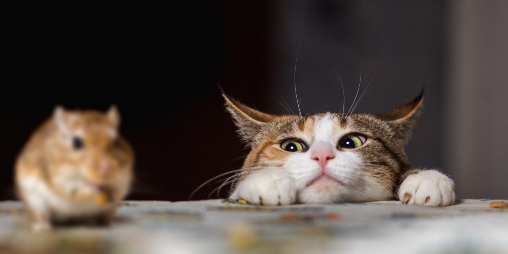 Why do cats bring you dead animals?