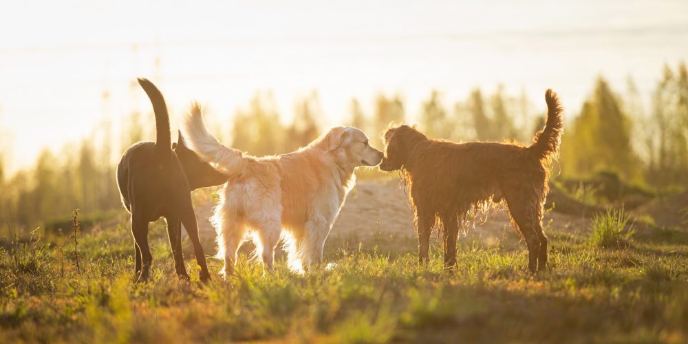 Why do dogs smell everything?