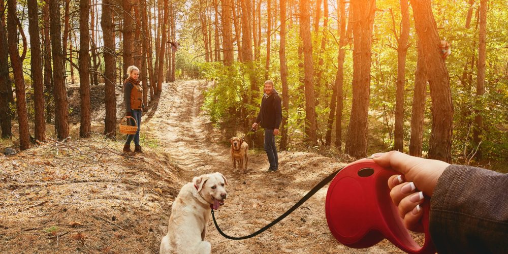 Safety tips for using extendable dog leads