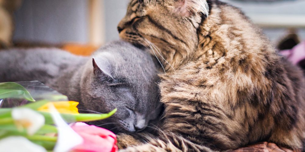 How long can you leave a cat alone?