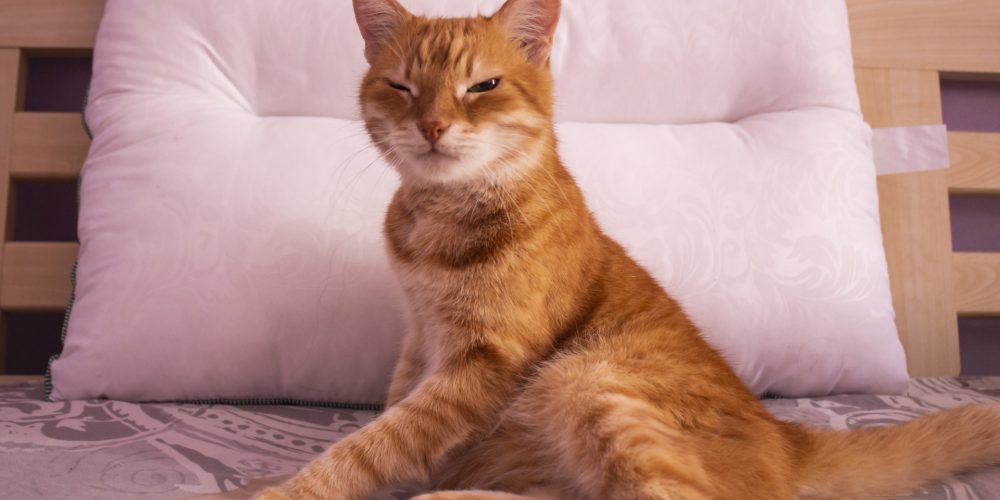 Tips for cat-proofing your home