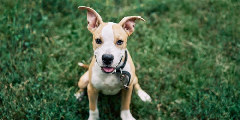 When should a puppy wear a collar?