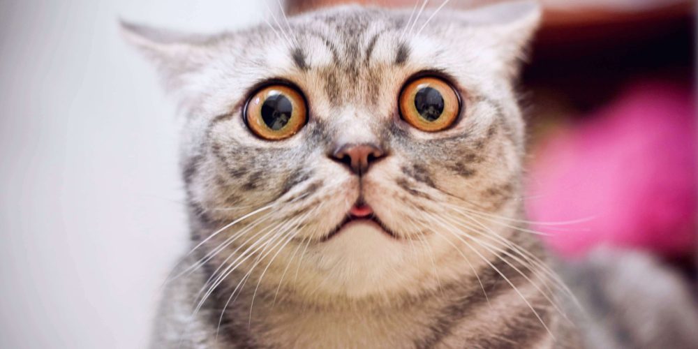 What does catnip do to cats?