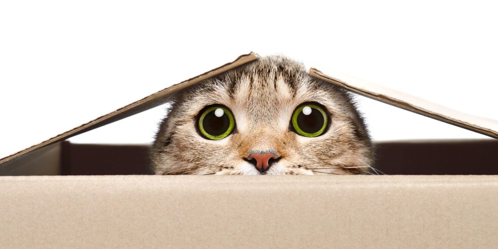 Why do cats love boxes?