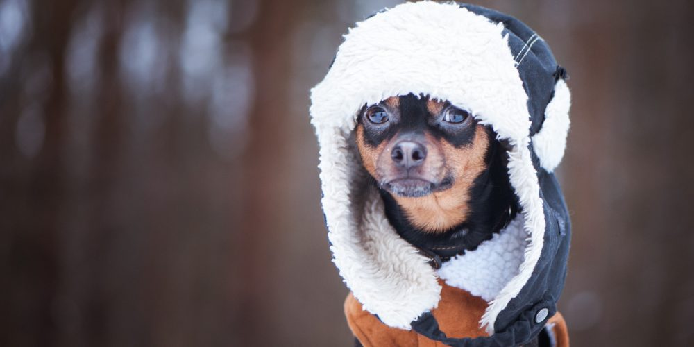 The Best Dog Coats