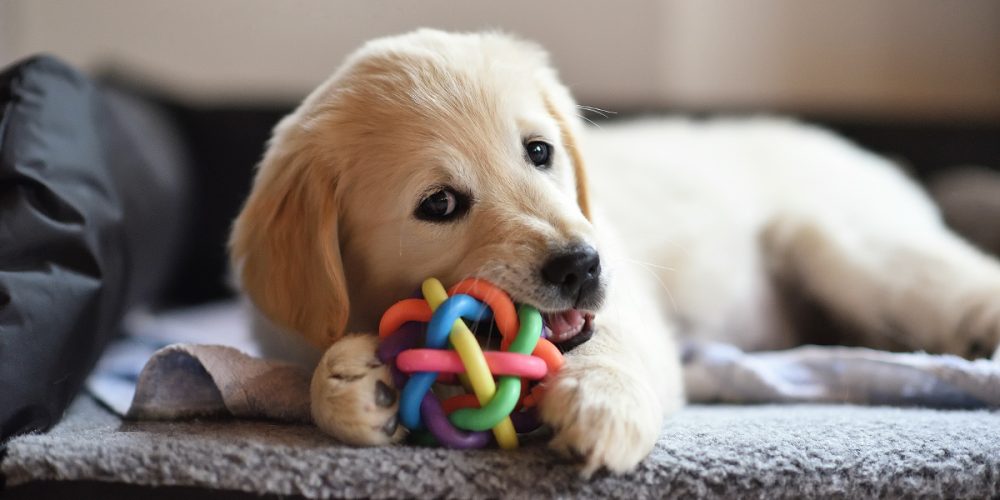 The Best Interactive Dog Toys