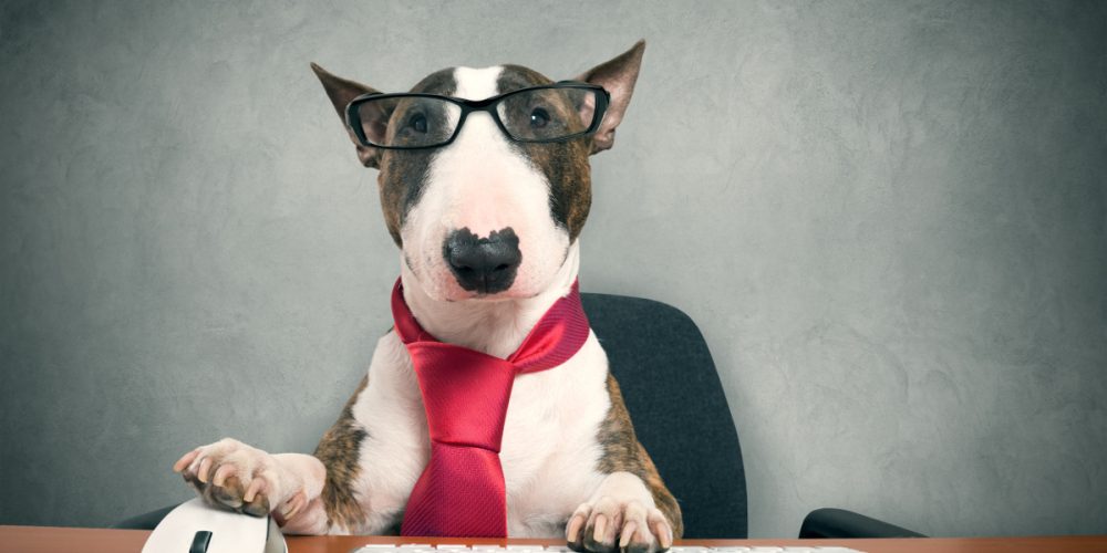 Which dog breed is best for first time dog owners?