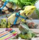 Adjustable Lizard Harness With Leash