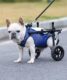 Orthopaedic Dog Wheelchair for Small Dogs