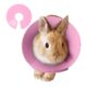 Adjustable Recovery Collar for Small Animals