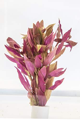 PondPlantsUK Alternanthera Reineckii Aquarium Plant