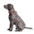 Ancol Reflective Dog Coat for Large Dogs