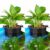 Borlech Hanging Aquarium Corner Planter