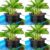 Borlech Hanging Aquarium Corner Planter