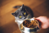 The Best Automatic Cat Feeders